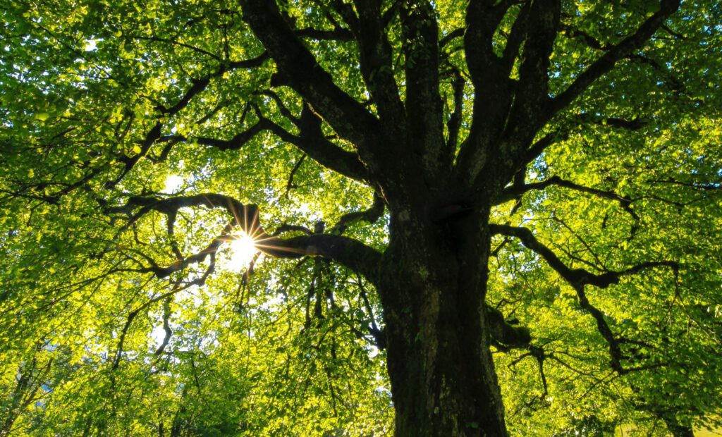 Großer grüner Baum mit Sommer mit Lichteinfall