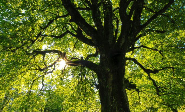 Waldbestattung Baumbestattung