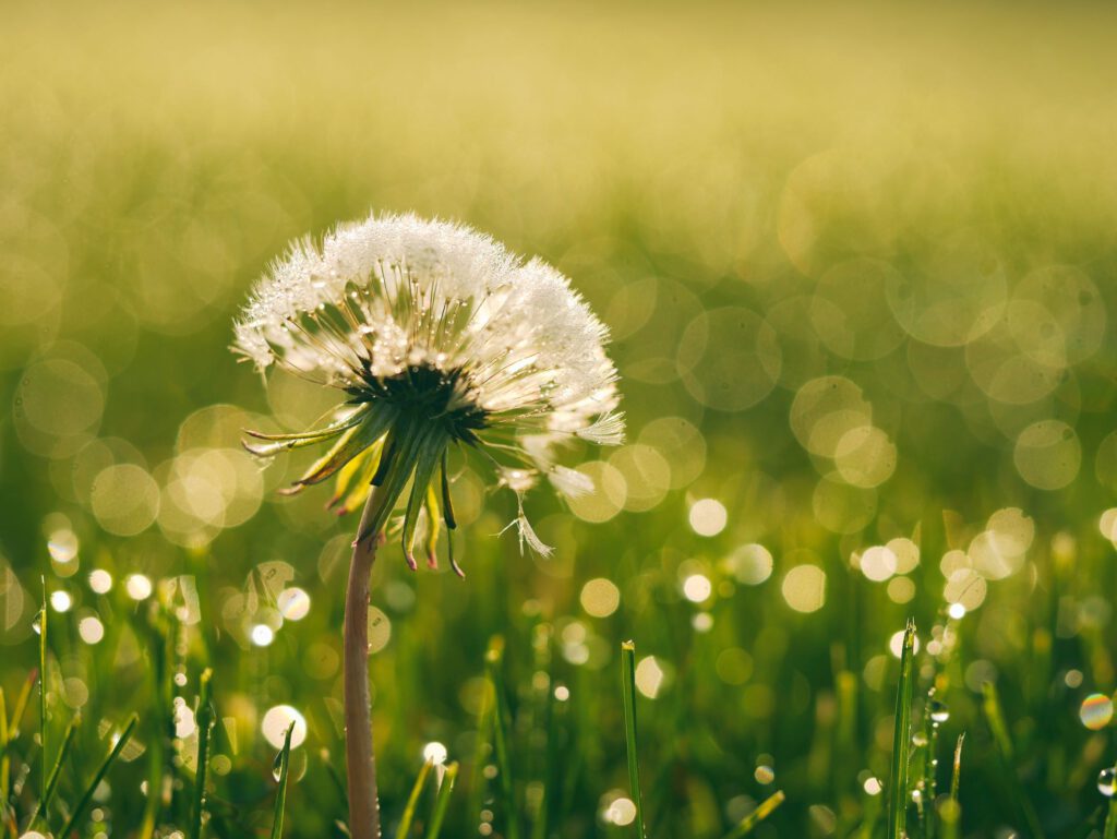 Pusteblume im Morgentau auf grüner Wiese