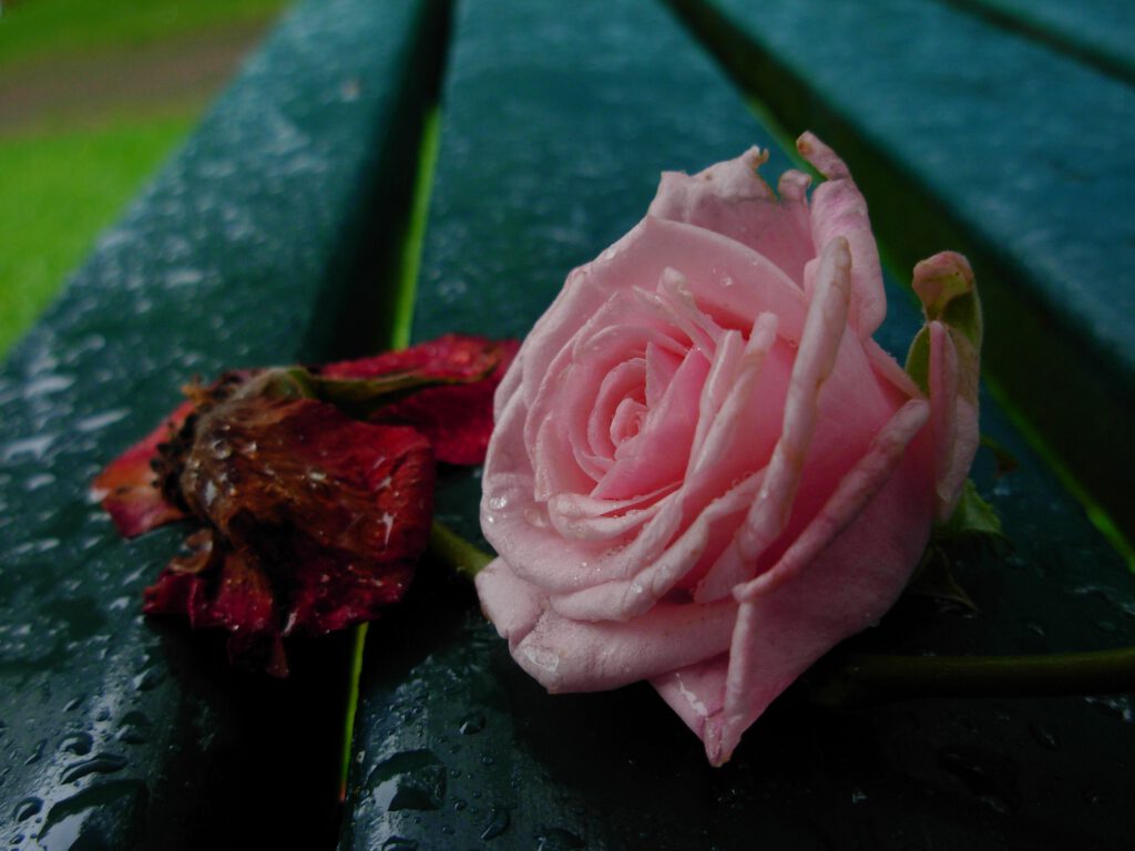 Rosenblüte liegend auf Parkbank